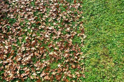 Clean Up of Fallen Leaves