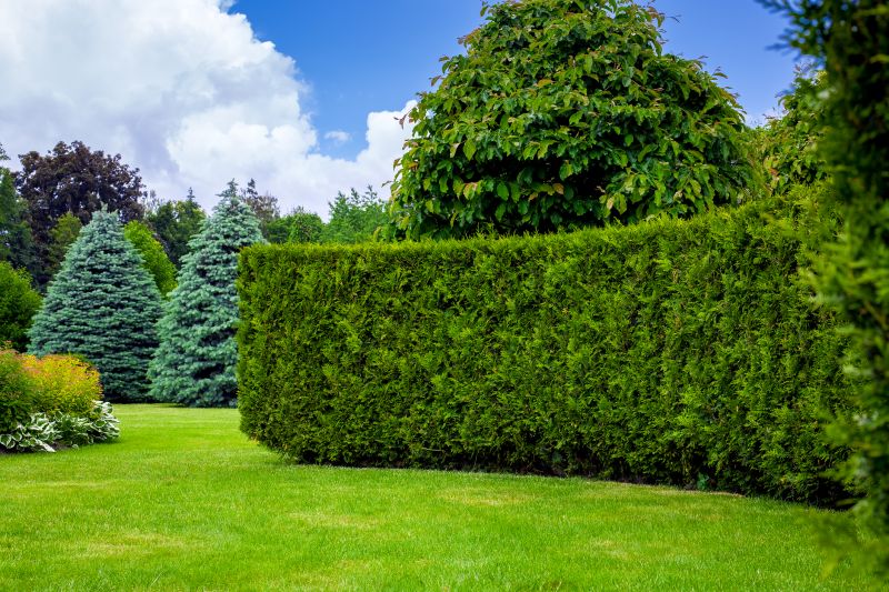 Trimmed Hedges