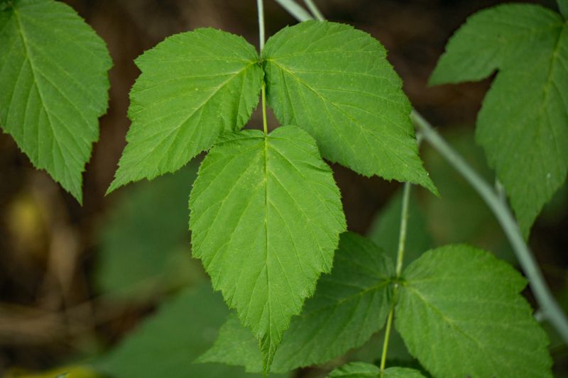 Poison Ivy Removal in Delaware County, PA